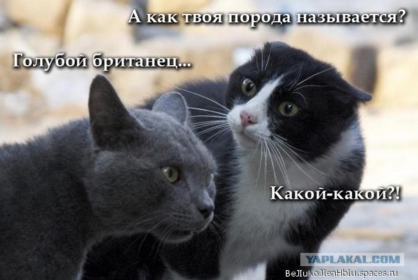16 мейн-кунов, в сравнении с которыми ваш котик