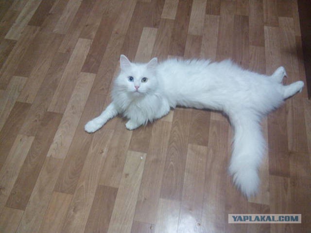 Удобная поза во время сна очень важна!