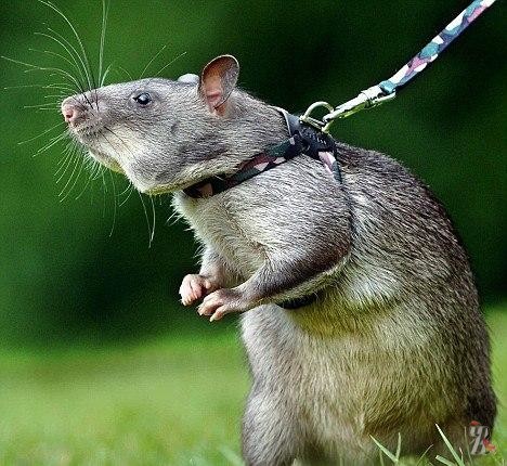 Гигантскую крысу нашли на детской площадке в Лондоне