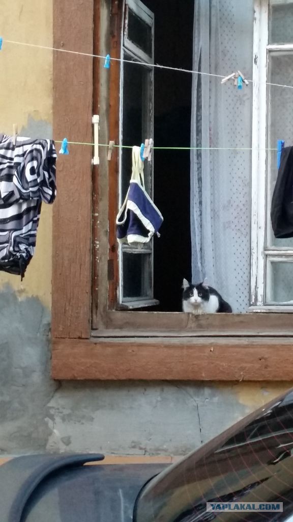 Кошки, которых я встретил на своем пути:)