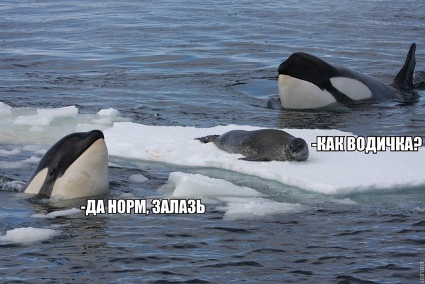 Прикольные картинки