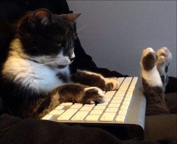Коты и Кошки