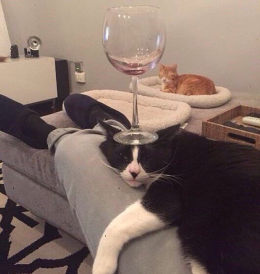 Коты и Кошки