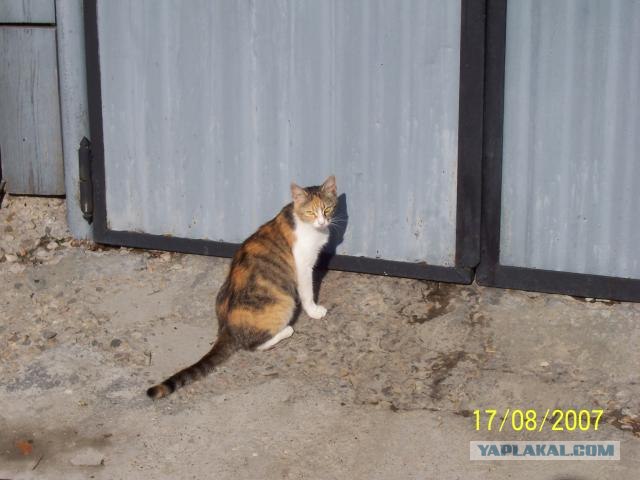Котовторник на ЯПлакал!