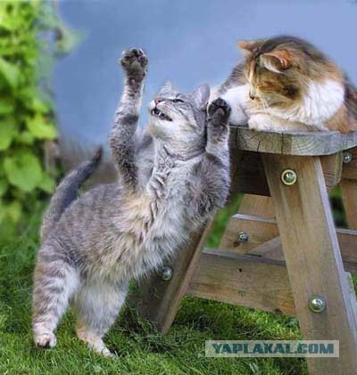 Котовторник на ЯПлакалъ: Кото и кто-то!