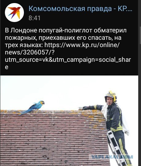 Много картинок в эту пятницу