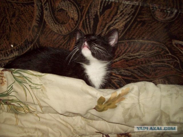 Последний Котовторник... октября :)