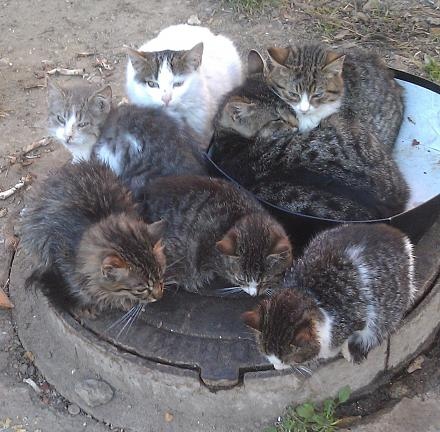 Прикольных котов пост