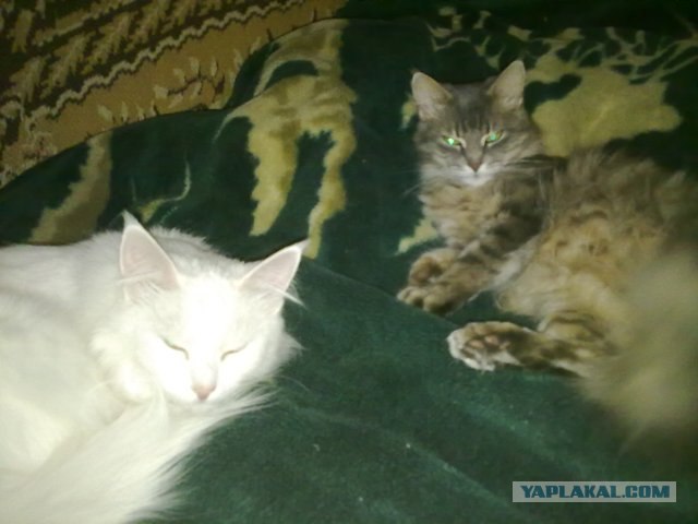 Котовторник с Кузей