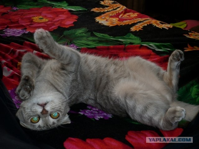Котовторник 20.12.2011