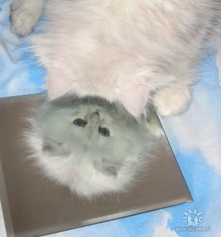 Котовторник 17 января