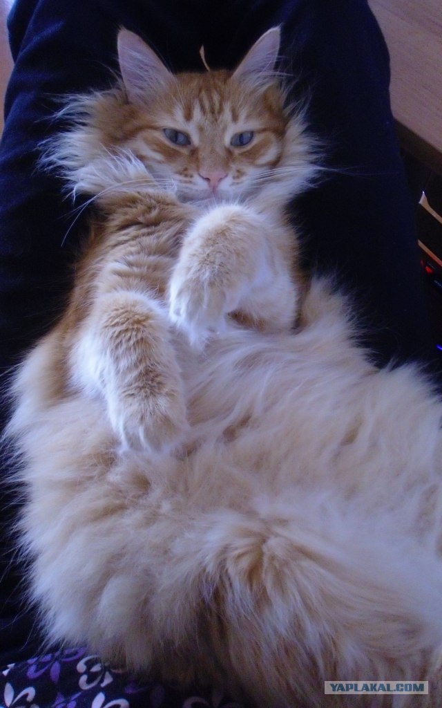 Котовторник (15.05.2012)
