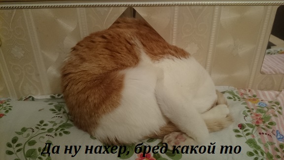 Картинки с котами и про котов