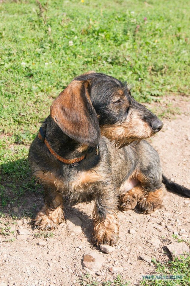 Собакочетверг. Нам сегодня 7 лет!