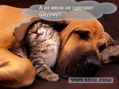 Простое человеческое счастье в картинках
