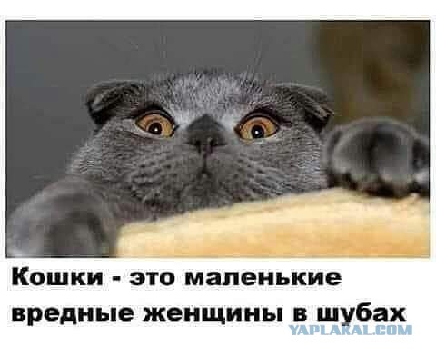 Бредзона 06.11.2020