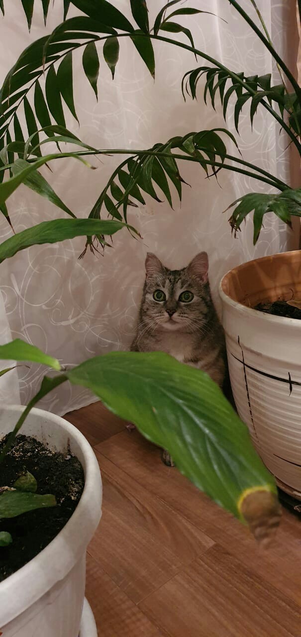 Котовторник 17.11.20