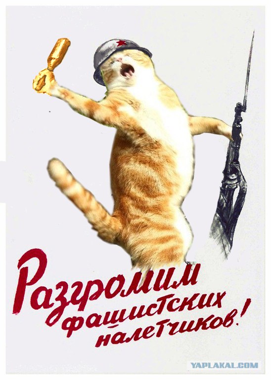 Кот поёт