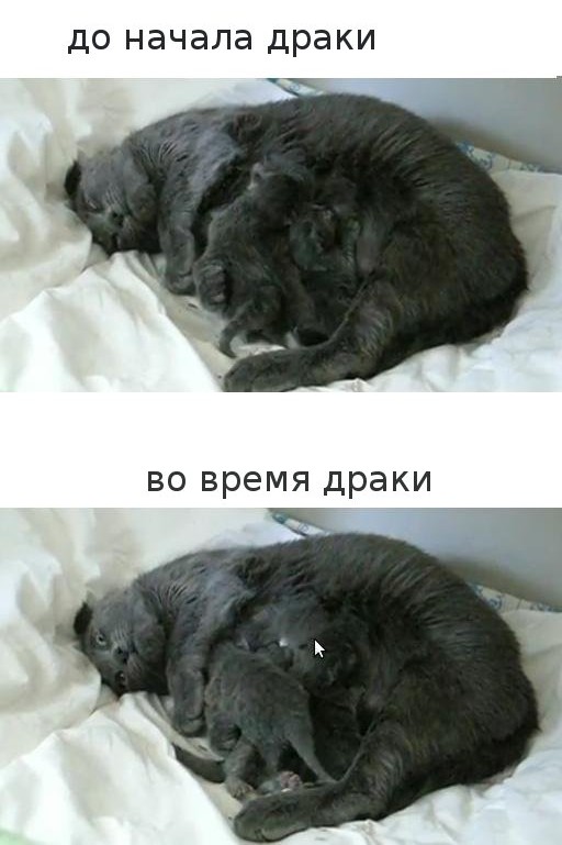 Мужики дерутся за сиськи! Жесть.