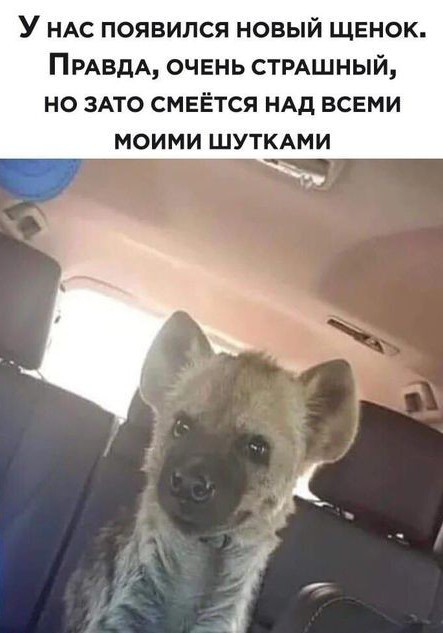 Чернушка лайт к выходным