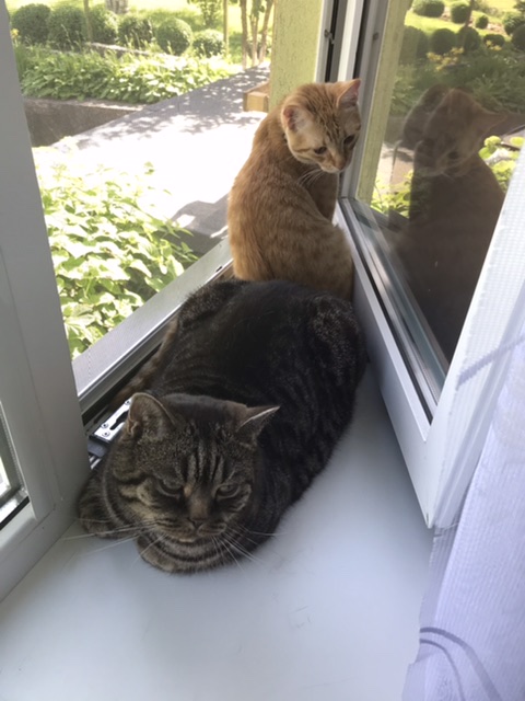 Вторник-кото
