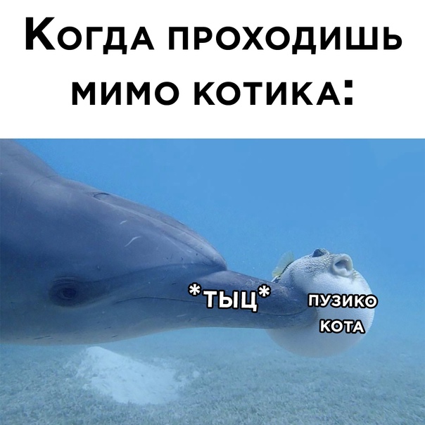Весёлый полтишок 8.08
