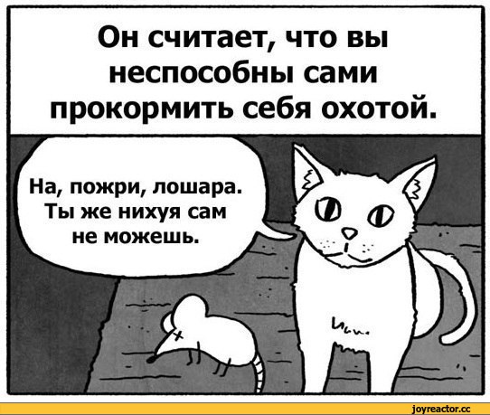 У моей бабули есть кот