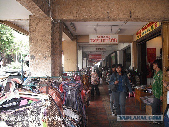 Они живут только 40 лет