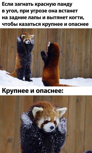Внимание !!Красная панда ест яблочко