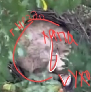 Странный птенец