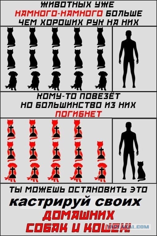 «Заботливые» хозяева