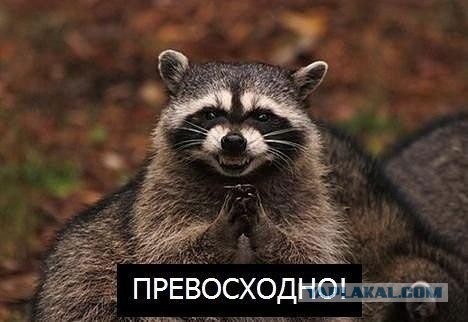 Добрый? Это хорошо...