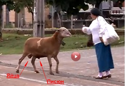История одной овцы