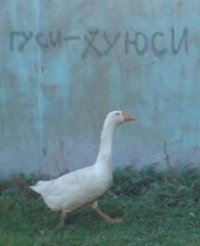 Перепись идеальных жен