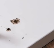 Ну в принципе у каждого свой талант