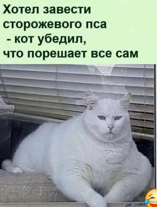 К котовторнику: подборка картинок-баянов с котиками и про котиков. Выпуск 16.