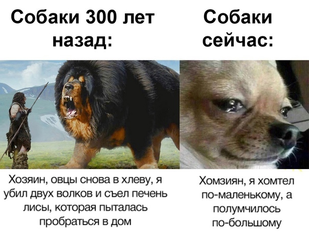 Мелкие собаки