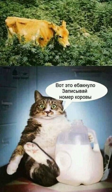 Картинки для деградации 184 (разной степени свежести)