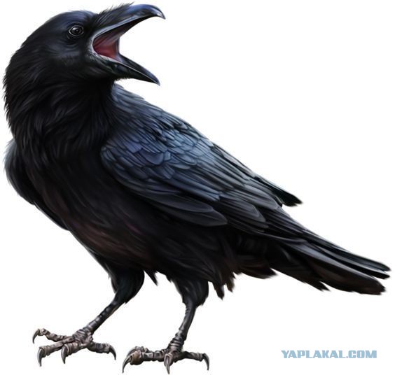 Веселые картинки в пятницу (24.04)