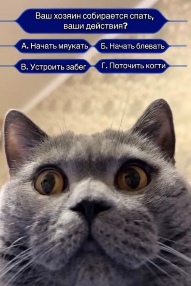 Картинки без критики