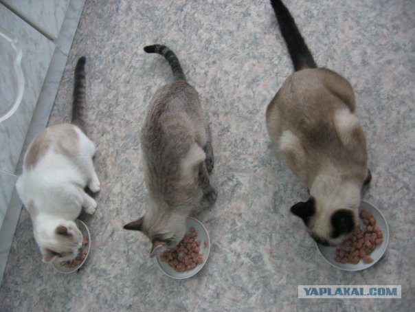 Тайские кошки