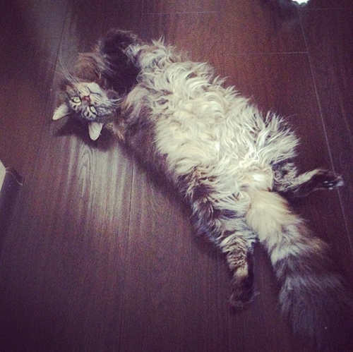 Котовторник 22.07.14