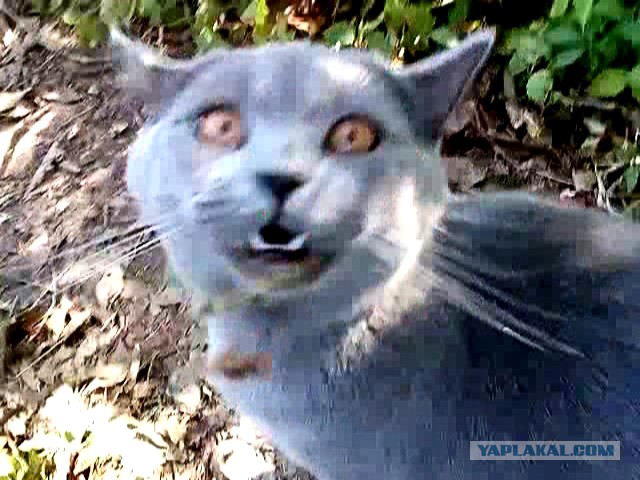 Котовторник 09.09.2014
