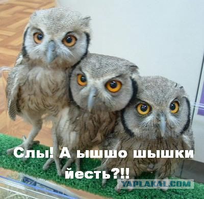 Братишки, я вам картинок принёс!