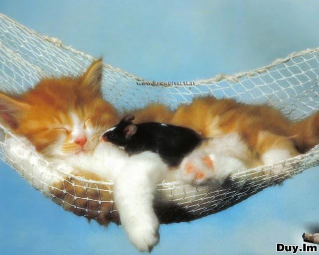 Рисованный котовторник