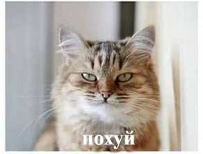 Кот-гопник