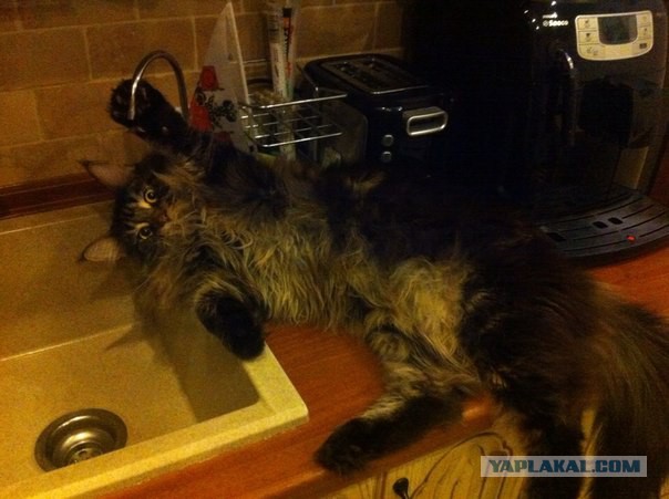 Транквилизаторы и самая лучшая работа