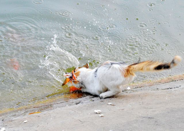 Коту, поймавшему золотую рыбку,