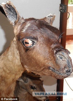 Чучело лисы