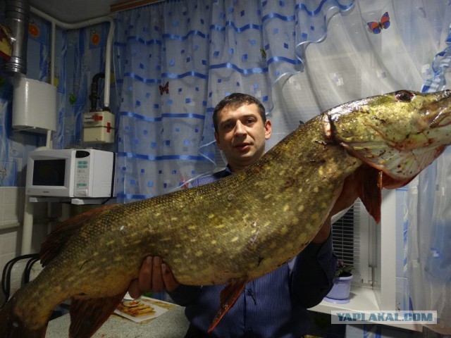 Вот такая рыба ловится на Иртыше